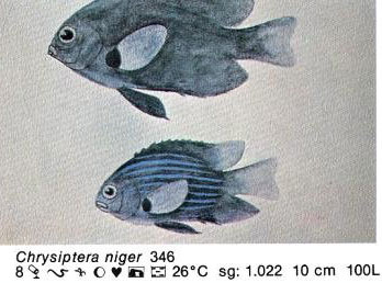 Chrysiptera niger